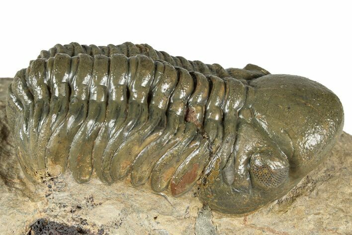 Detailed Reedops Trilobite - Atchana, Morocco #359490